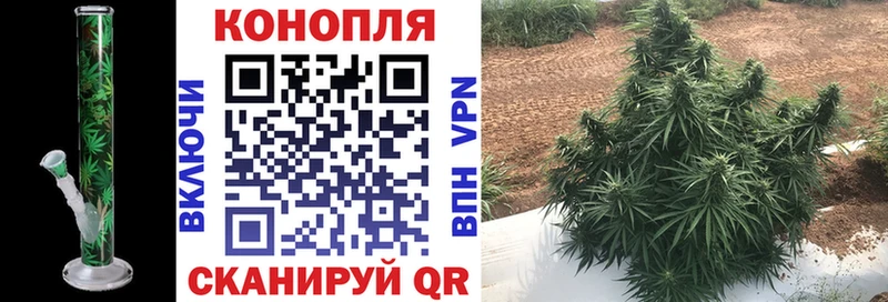 Конопля SATIVA & INDICA  закладка  Карасук 